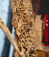 Termite Inspections Canberra image 2